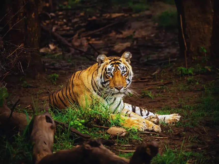 Sariska Tiger Reserve - Top tourist attraction near Sariska Tiger Lodge, Alwar, Rajasthan.
